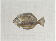Load image into Gallery viewer, &quot;Southern Flounder Fish&quot; 6&quot;x8&quot; framed print by Ryan Beck