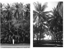 Load image into Gallery viewer, Samba to the Sea print ornaments