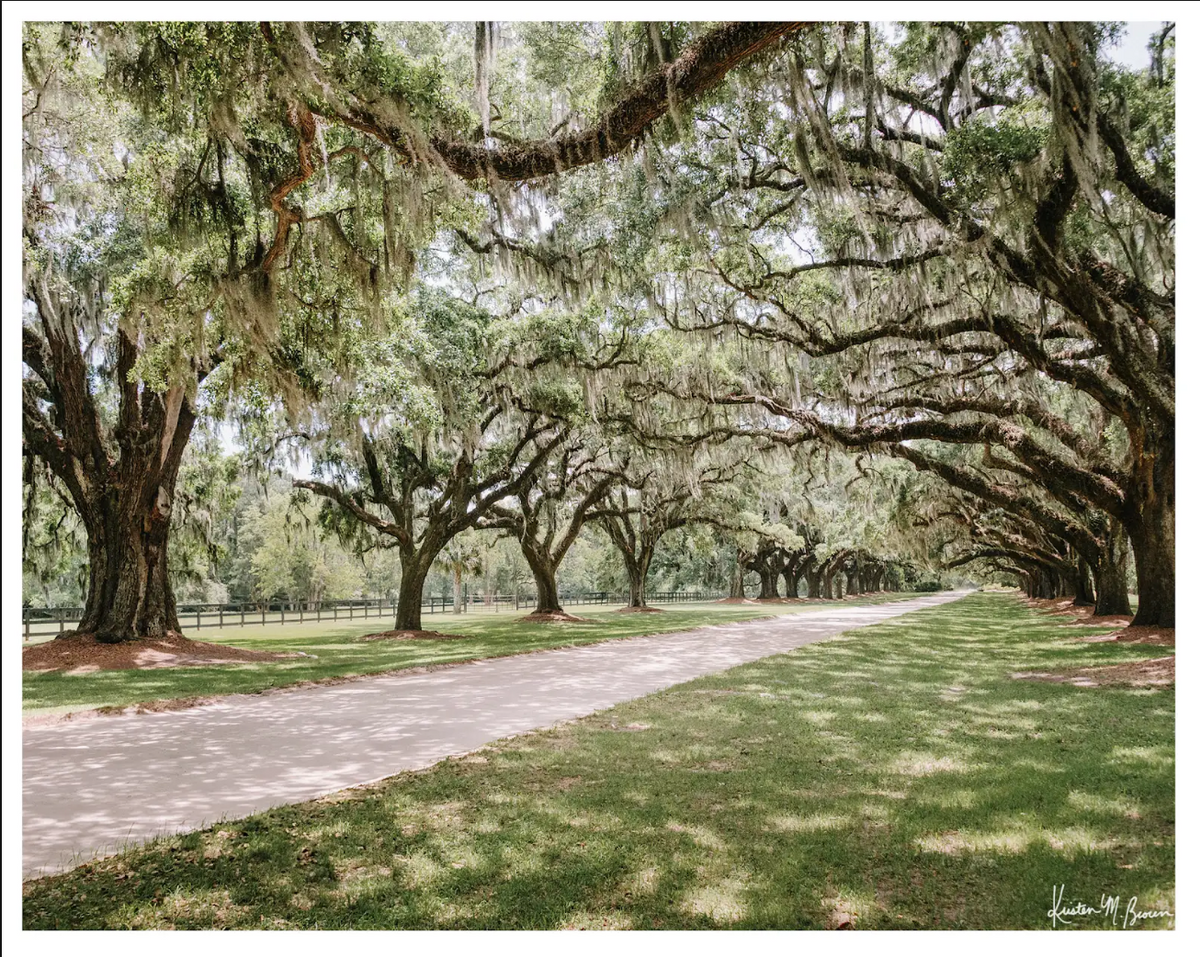 Oak Avenue" Postcard