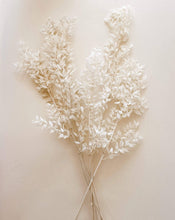 Load image into Gallery viewer, Bleached White Ruscus
