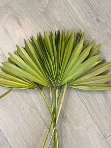 Natural Dried Palm